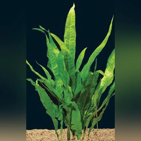 Java-Fern.webp java fern