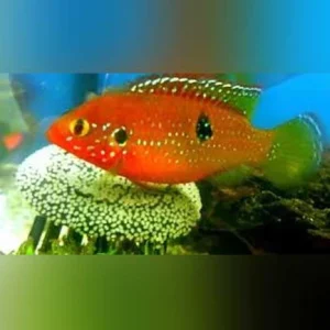Jewel-Cichlid_433x433.webp Jewel Cichlid