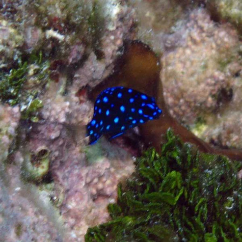 Jewel-Damselfish.webp Jewel Damselfish