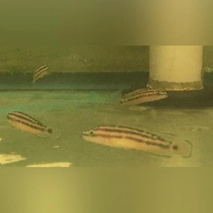 Julidochromis-Ornatus-Cichlid_433x433.webp Julidochromis Ornatus Cichlid