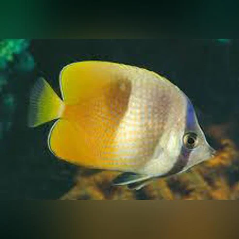 Kleins-Butterfly-Fish.webp Sunburst Butterflyfish