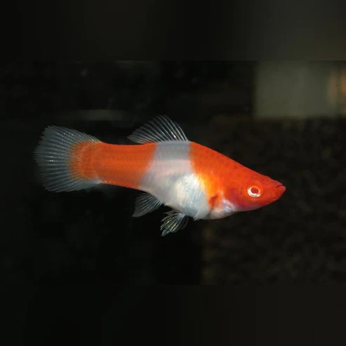Kohaku-Red-Eye-Swordtail.webp Koi Kohaku Red Eye Swordtail
