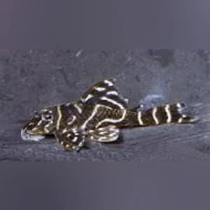 L-129-False-Zebra-Pleco.webp L-129 Colombian Zebra Pleco
