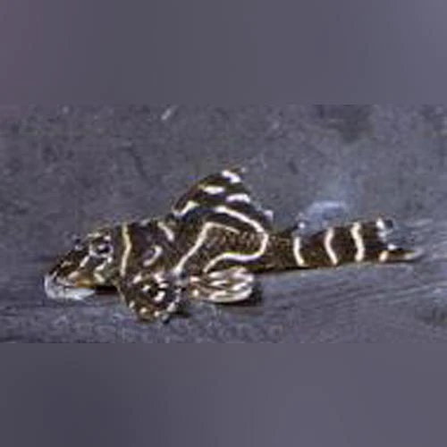 L-129-False-Zebra-Pleco.webp L-129 Colombian Zebra Pleco