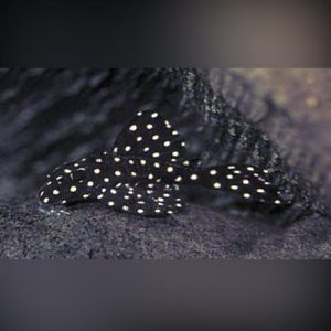 L-201-Inspector-Pleco.jpg L-201 Snowball Pleco