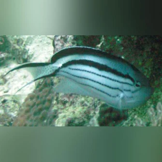 Lamarcks-Angelfish_335x335.webp Lamarck's Angel