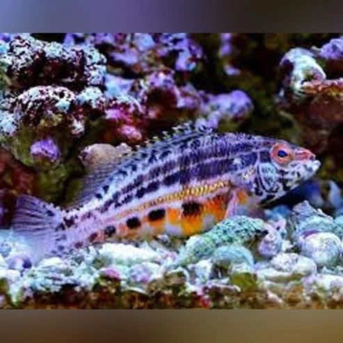 Lantern-Basslet.webp Lantern Basslet