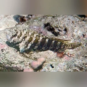 Lawnmower Blenny