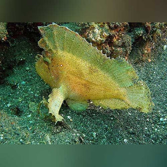 Leaf-Fish-Yellow_335x335.jpg Leaf Fish