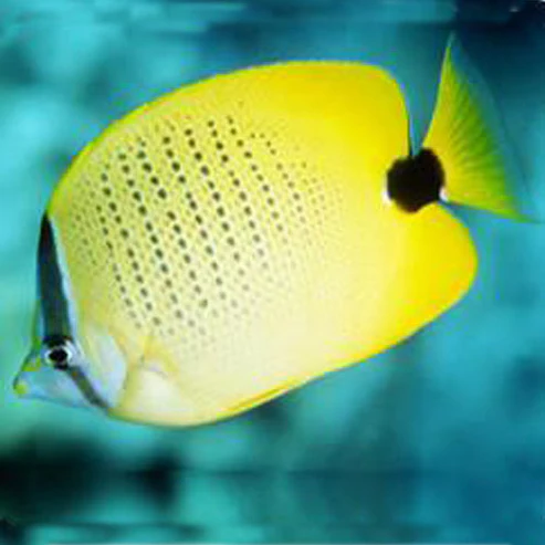 Lemon-Butterfly-Fish.webp Lemon Butterflyfish