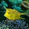 Longhorn_Cow_FIsh_400x400.webp Longhorn Cowfish