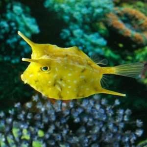 Longhorn Cowfish