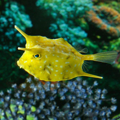 Longhorn_Cow_FIsh_400x400.webp Longhorn Cowfish