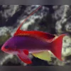 Lyretail-Anthias.webp Squamipinis Blue Eye Anthias (Female)