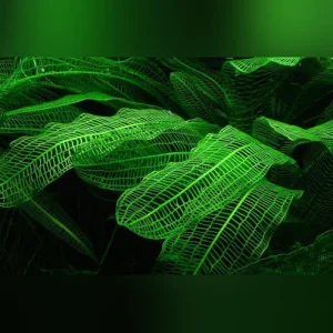 Madagascar-Lace-Bulbs_e9691798-2af0-4597-afed-3bb50574f598.webp Madagascar Lace Bulb with Plant