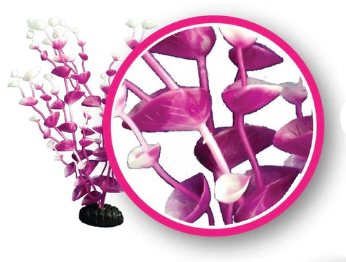 MagentaTulips_1_grande_23c3beef-bfd5-4c70-a70d-ffcc37edb8ec.webp Magenta Tulips