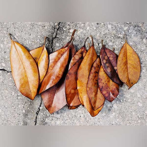 Magnolia Leaves
