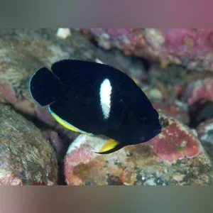 Melas Angelfish 