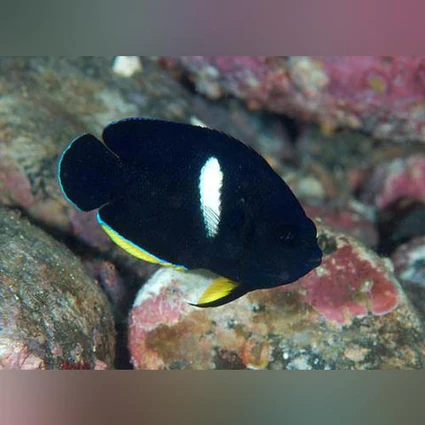 Melas-Angelfish_425x425.webp Melas Angelfish