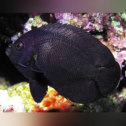 Midnight-Angelfish_425x425.webp Midnight Angelfish