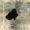 Midnight_angel_425x425.webp Midnight Angelfish