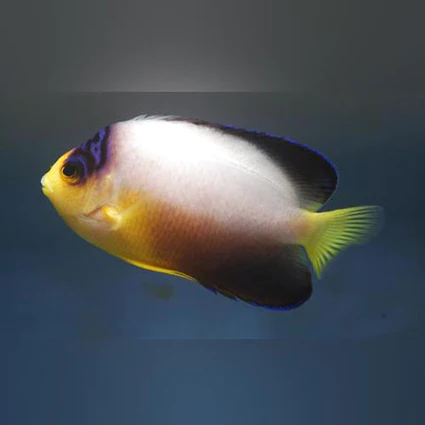 Multicolor-Angelfish_425x425.webp Multicolor Angelfish