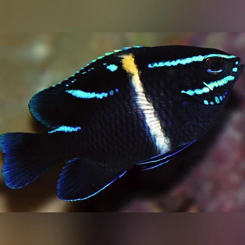 Neon-Velvet-Damsel.webp Blue Velvet Damselfish
