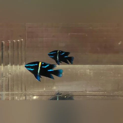 Neon-Velvet-Damsel1.webp Blue Velvet Damselfish