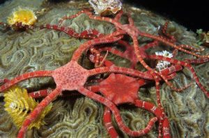 Brittle Starfish koi