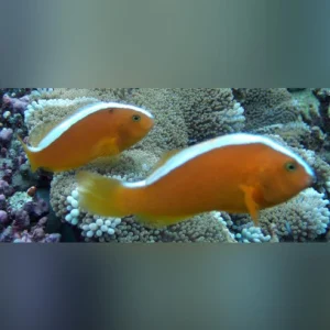 Orange-Skunk-Clownfish.webp Orange Skunk Clownfish