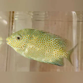 Orange-Spotted-Rabbitfish_335x335.webp Orange Spotted Rabbitfish