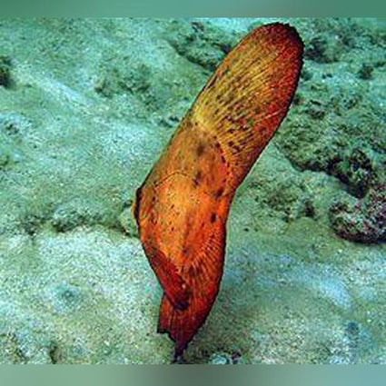 Orbicular-Batfish_425x425.jpg Orbicular Batfish