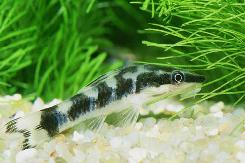 Zebra Otocinclus
