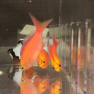 Parvirostris Anthias Male