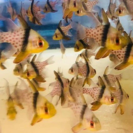 Pajama_Cardinal_425x425.webp Pajama Cardinalfish