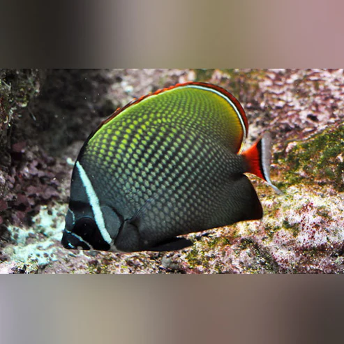 Pakistan-Butterflyfish.webp Pakistan Butterflyfish