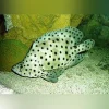 Panther-Grouper_425x425.webp Panther Grouper