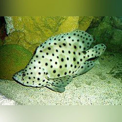 Panther-Grouper_425x425.webp Panther Grouper