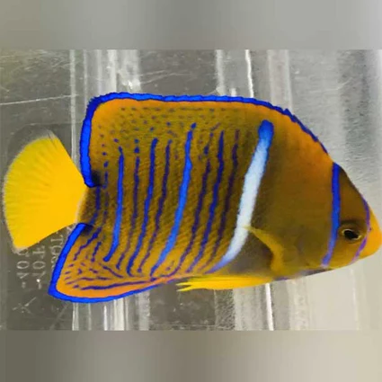 Passer-Angelfish_425x425.webp Passer Angelfish