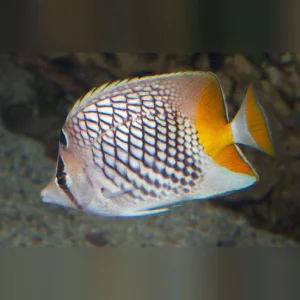 Pearlscale Butterflyfish