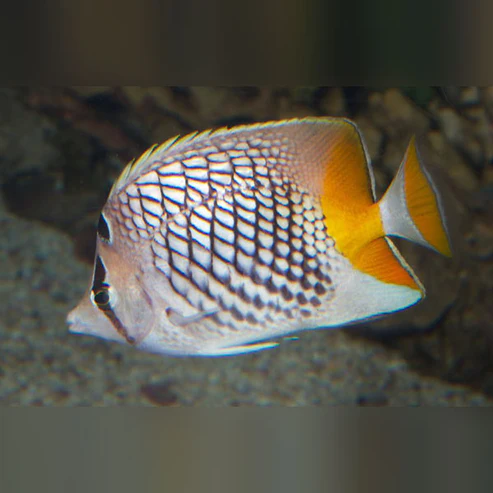 Pearlscale-Butterfly-Fish.webp Pearlscale Butterflyfish