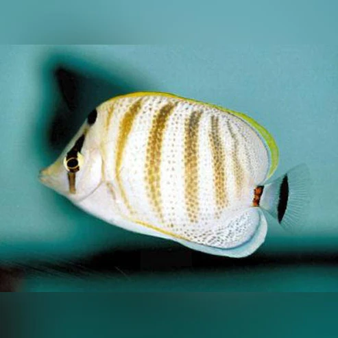 Pebble-Butterflyfish.webp Pebble Butterflyfish