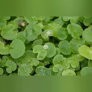 Pennywort