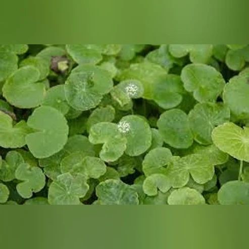 Pennywort.webp Pennywort