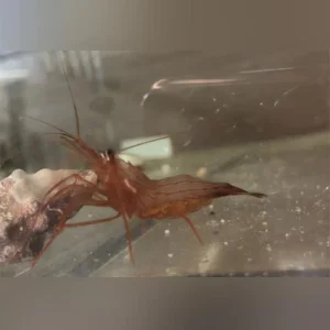 Peppermint Shrimp