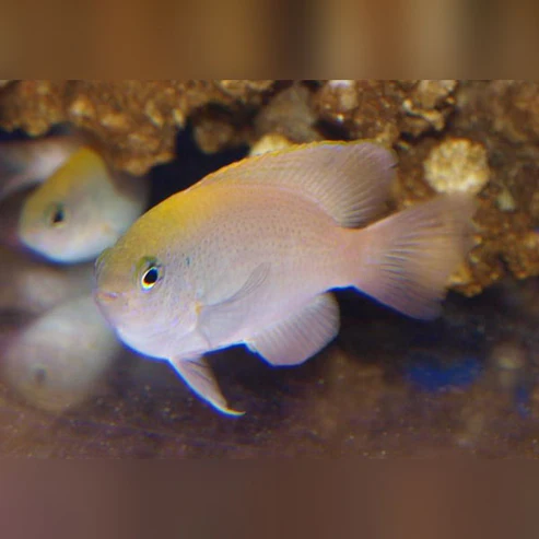 Pink-Damsel.webp Pink Damselfish