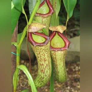 Pitcher Plant