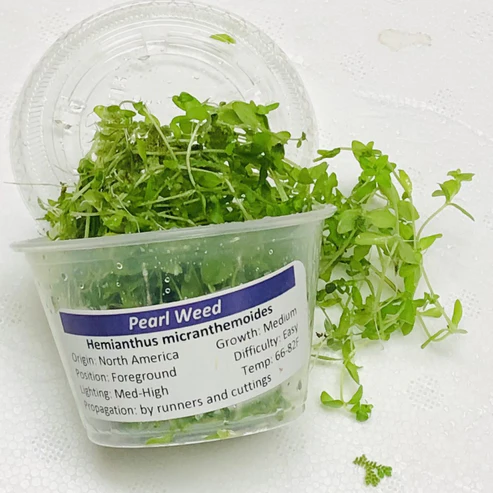 Plantpearlweed.webp pearl weed