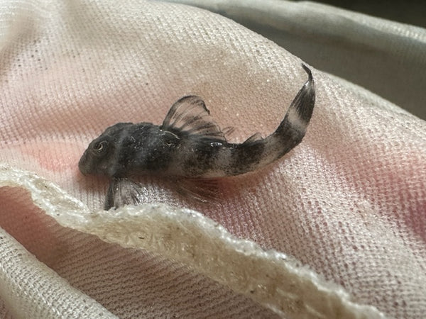 Plecol002tiger.jpg L-002 Tiger Pleco