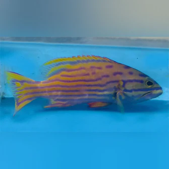 Polleni-Grouper2_335x335.webp Pollenei Grouper